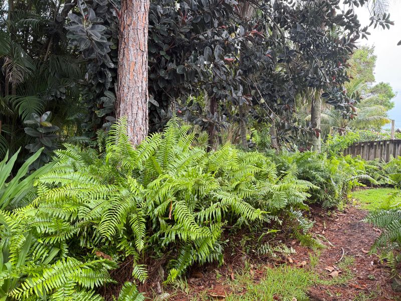 Mulch Helping Roots Stay Cool And Damp