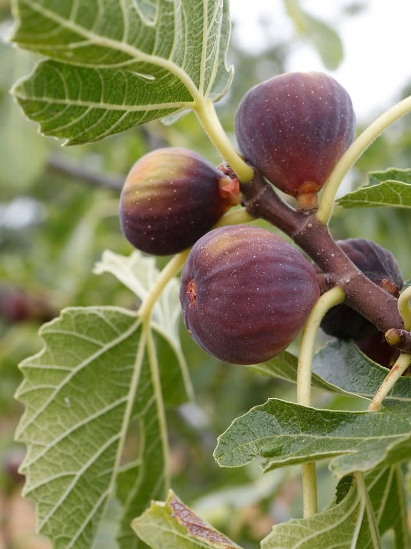 Mulch Helps Fig Roots Handle Summer Stress Mulch Helps Fig Roots Handle Summer Stress