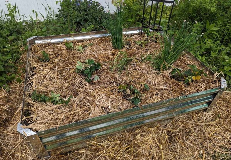 Mulch Helps Hold Water Around Plants