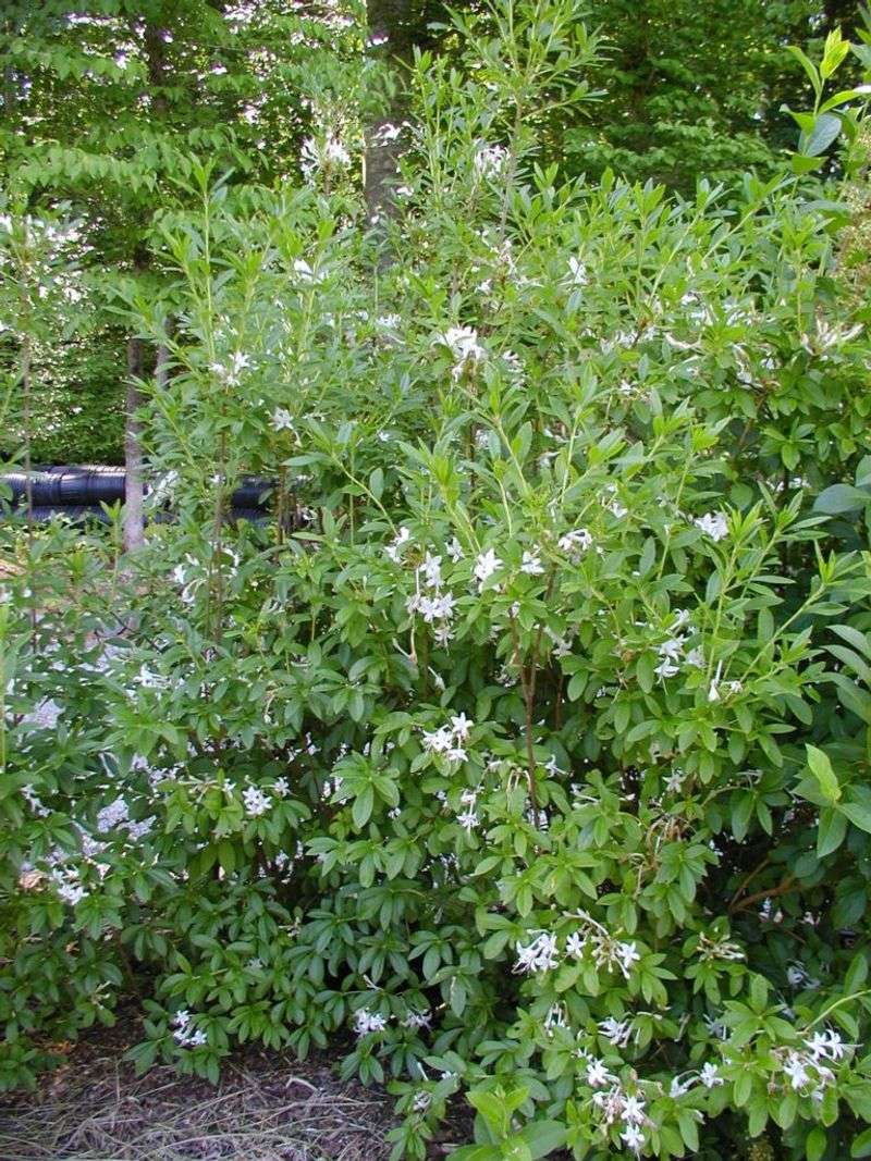Mulch Helps Its Shallow Roots Hold Moisture Mulch Helps Its Shallow Roots Hold Moisture