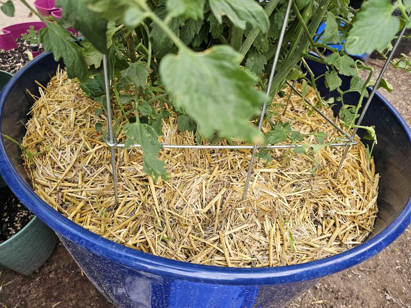 Mulch Helps Keep Soil From Swinging So Hard