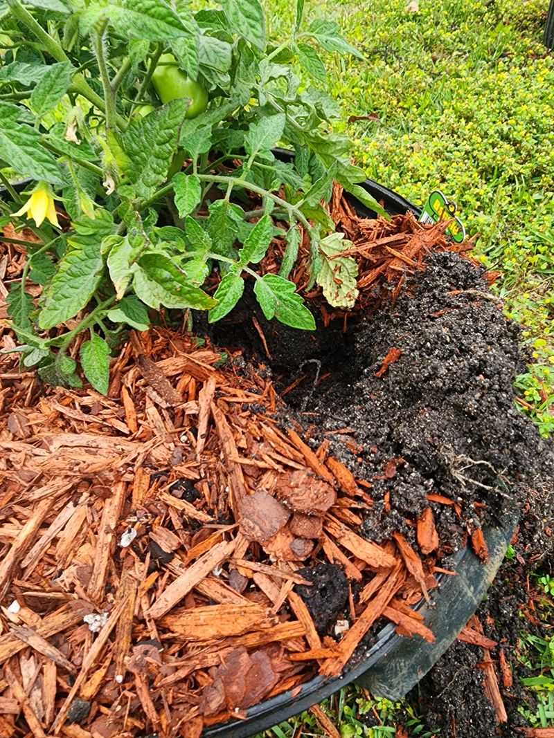 Mulch Helps Keep Soil Off Tomato Leaves