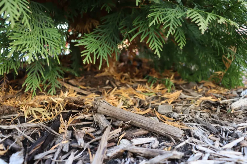 Mulch Helps Keep The Root Zone From Heating Up