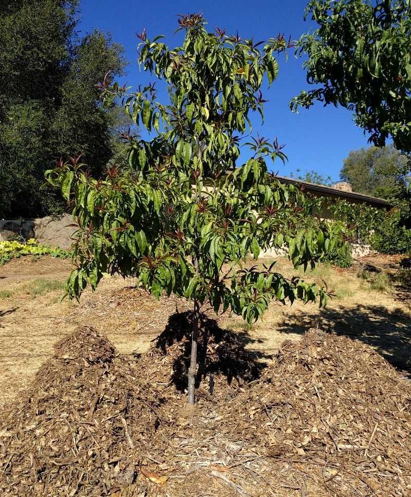 Mulch Helps Keep The Root Zone More Stable