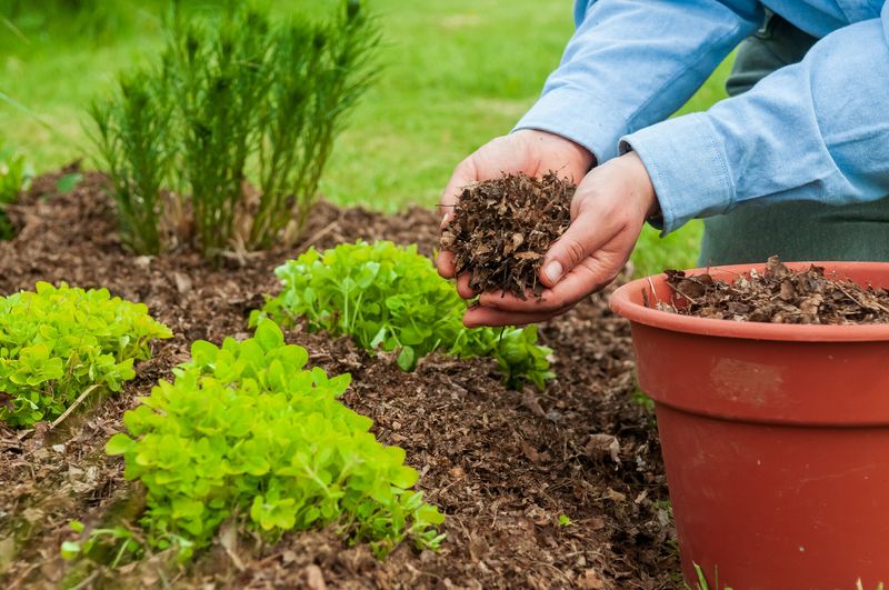 Mulch Helps Moisture Stay Where Roots Need It Mulch Helps Moisture Stay Where Roots Need It