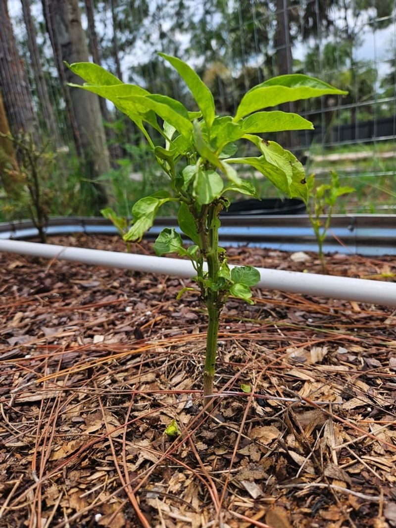 Mulch Helps Protect The Root Zone Mulch Helps Protect The Root Zone