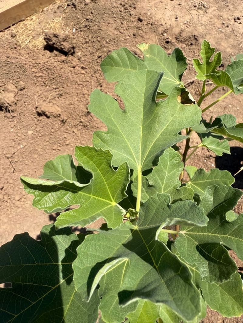 Mulch Helps Reduce Sudden Changes In Soil Moisture