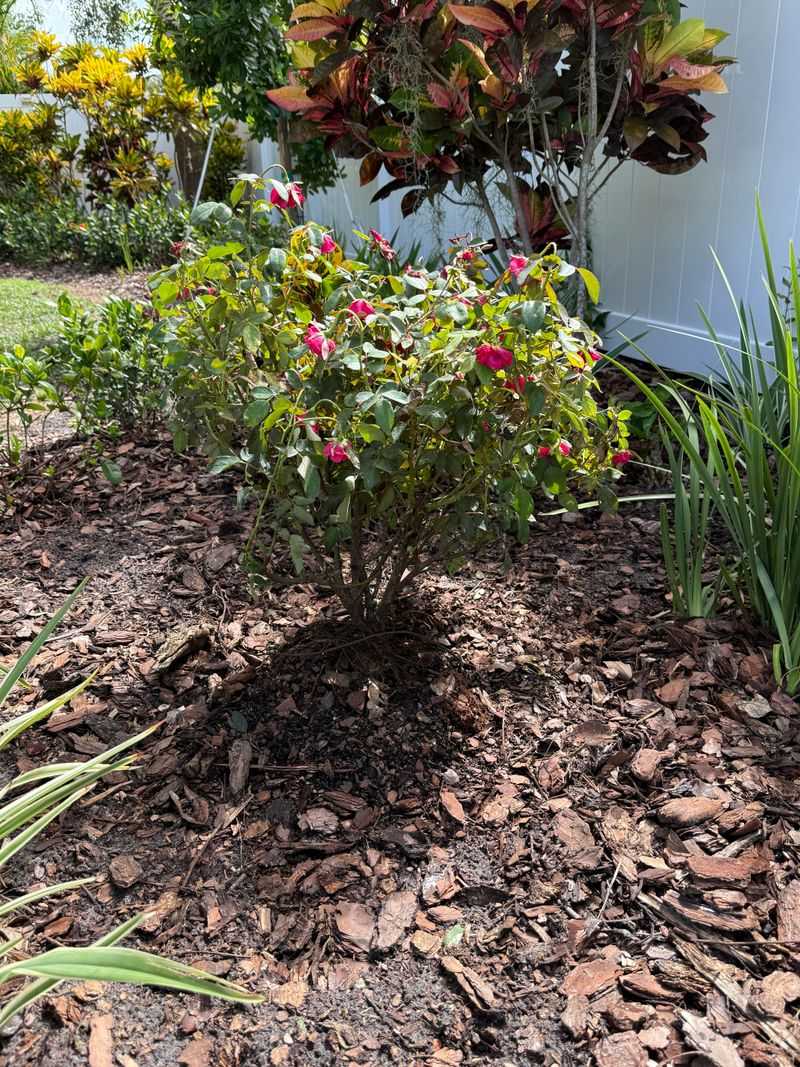 Mulch Helps Roots Recover From Late Summer Stress
