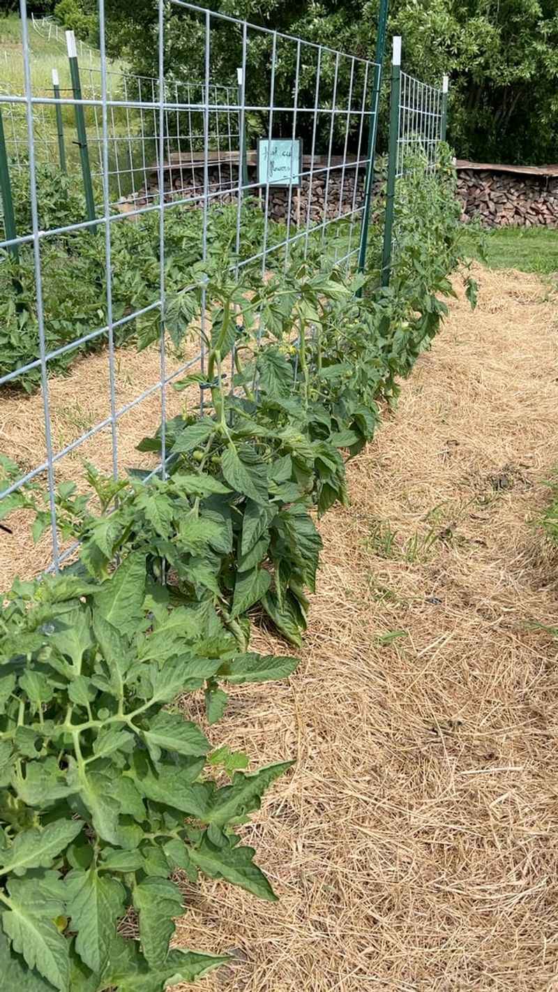 Mulch Helps Steady Soil Moisture Too Mulch Helps Steady Soil Moisture Too