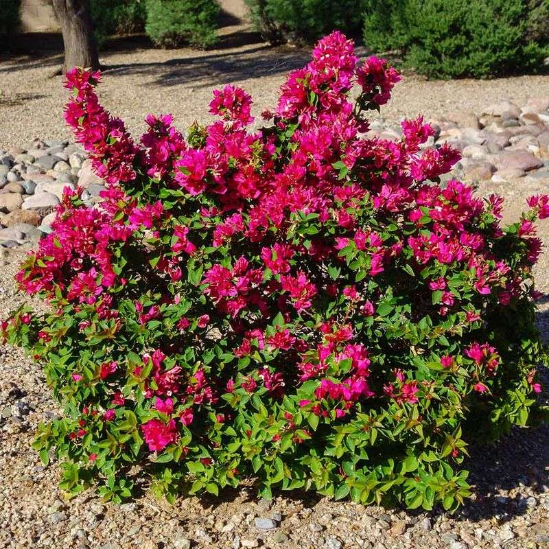 Mulch Helps The Soil Hold Moisture Longer Mulch Helps The Soil Hold Moisture Longer