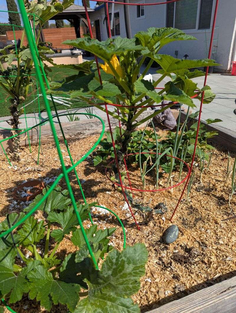 Mulch Helps Zucchini Hold Steady Moisture