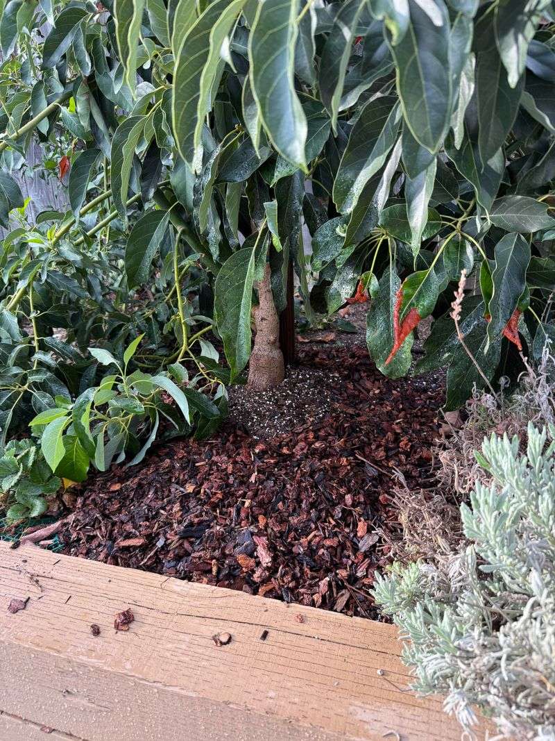Mulch Hiding Soil That Is Still Too Wet
