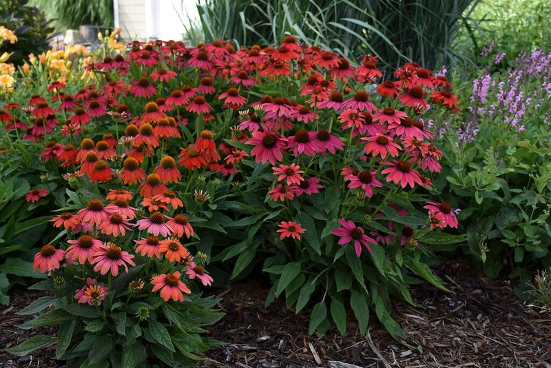 Mulch Holds Precious Summer Moisture Mulch Holds Precious Summer Moisture