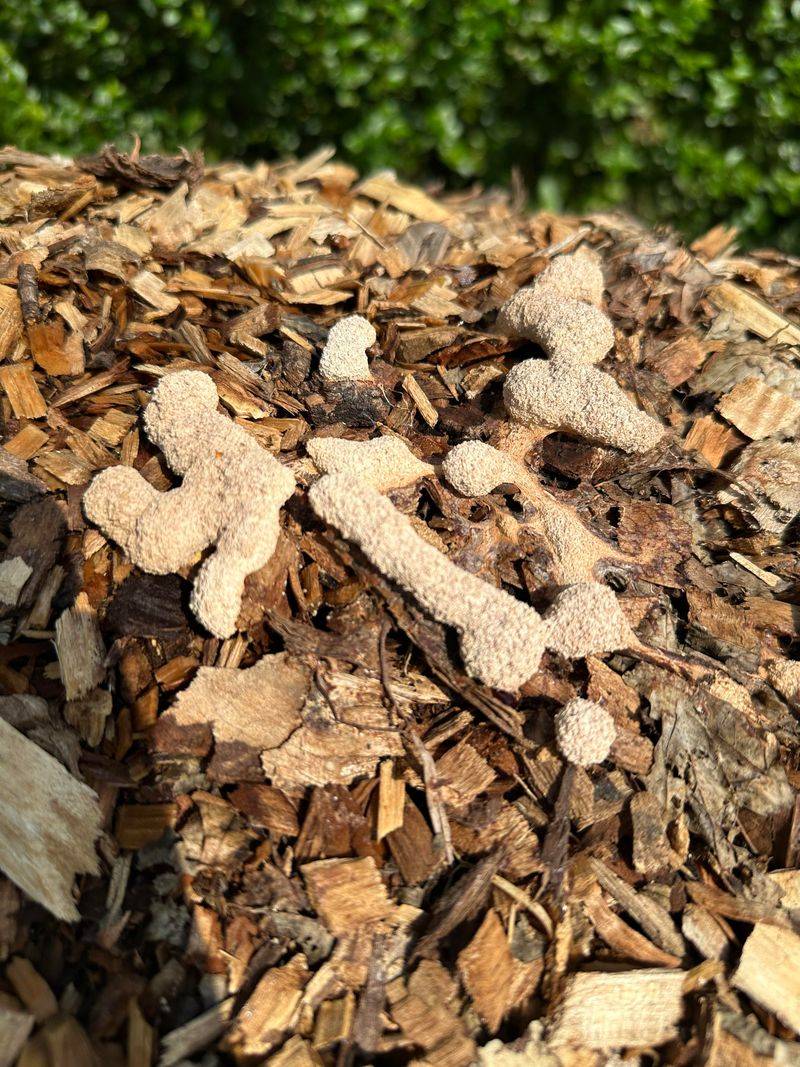 Mulch Is Holding Extra Moisture Mulch Is Holding Extra Moisture