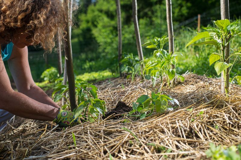 Mulch Keeps Pepper Roots Cooler