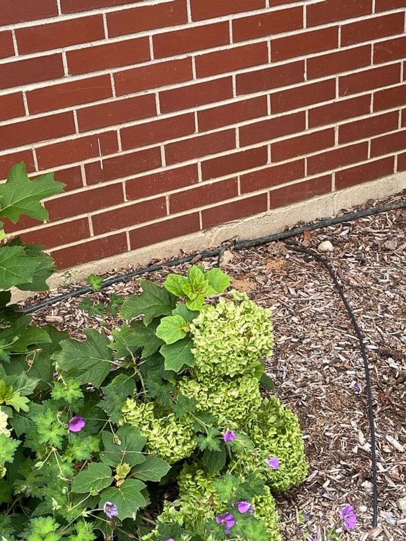 Mulch Near Your Home Needs Attention Mulch Near Your Home Needs Attention