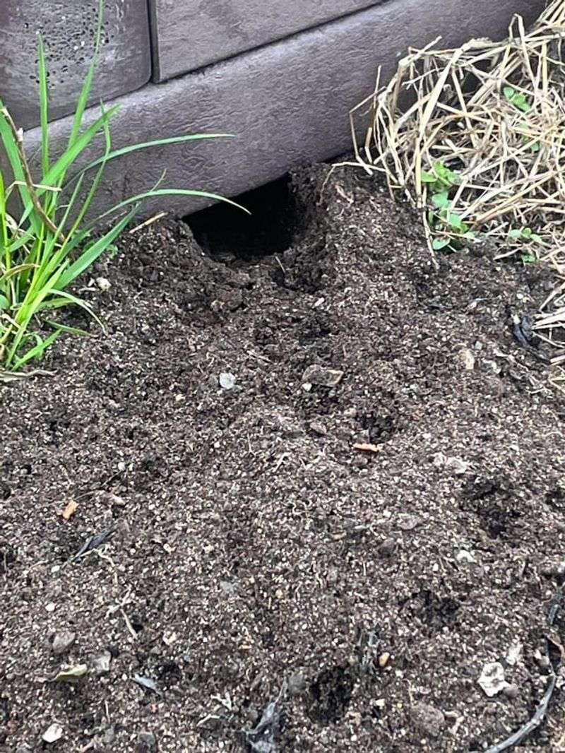 Mulch Piled Against Structures Gives Rodents Cover Mulch Piled Against Structures Gives Rodents Cover