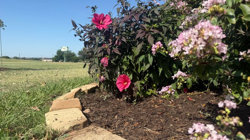 Mulch Protects Roots From Summer Heat Mulch Protects Roots From Summer Heat