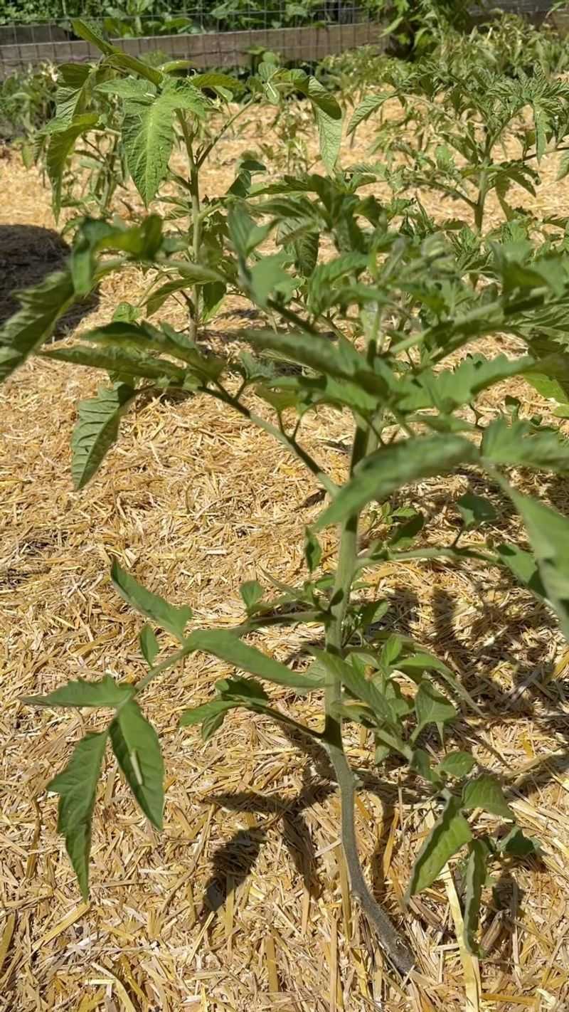 Mulch Protects The Roots During August Heat