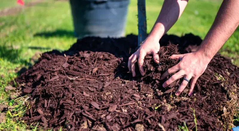 Mulch The Open Spot Before New Weeds Move Back In