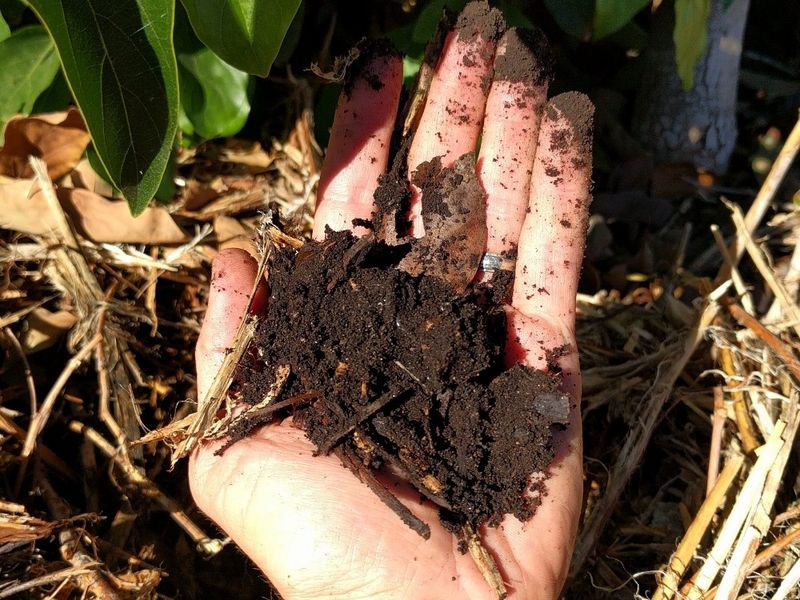 Mulch The Root Zone To Buffer Moisture Swings