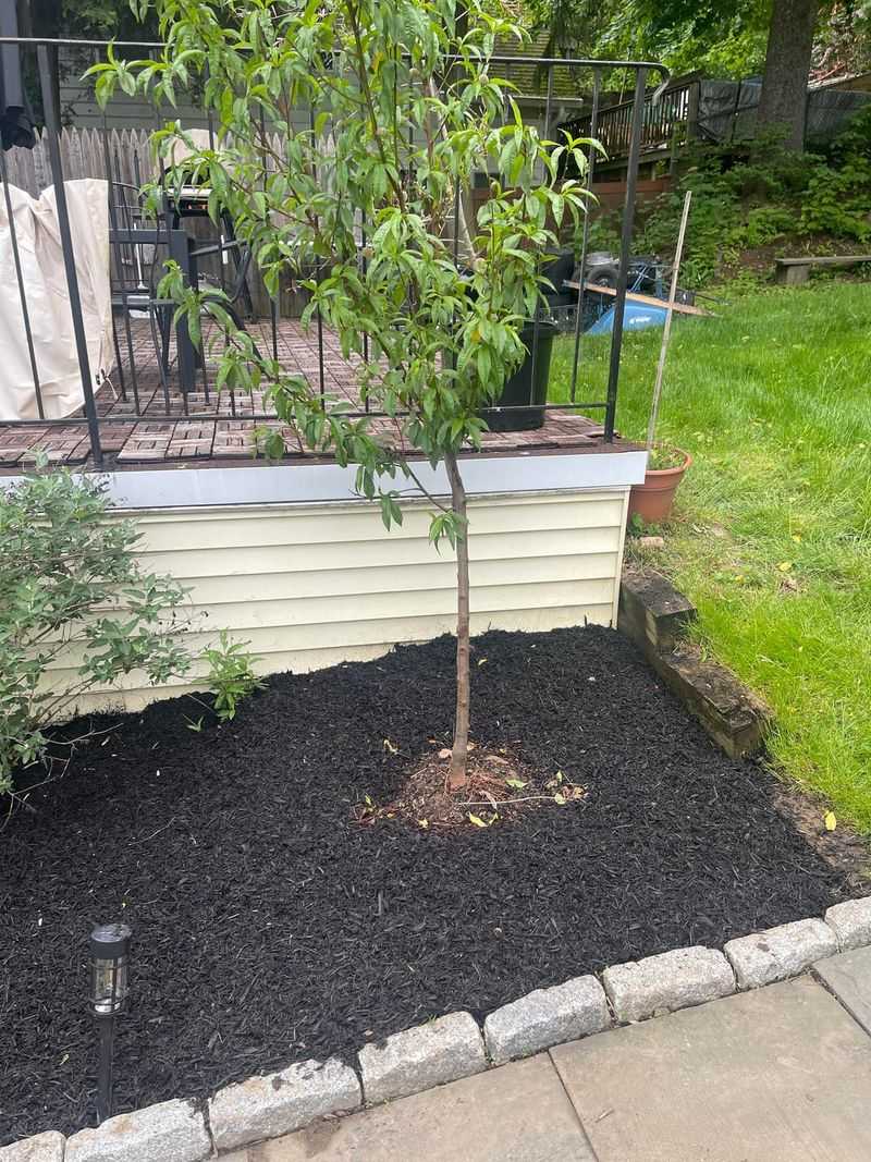 Mulch To Cool Feeder Roots Mulch To Cool Feeder Roots