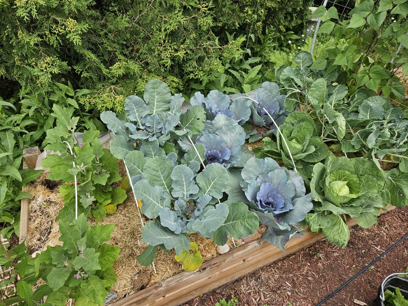 Mulch To Cool The Root Zone