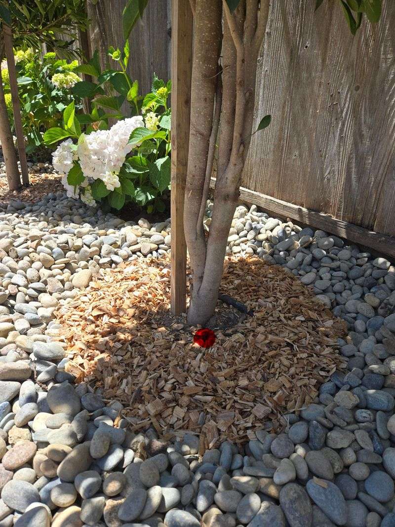 Mulch To Keep Moisture In The Soil