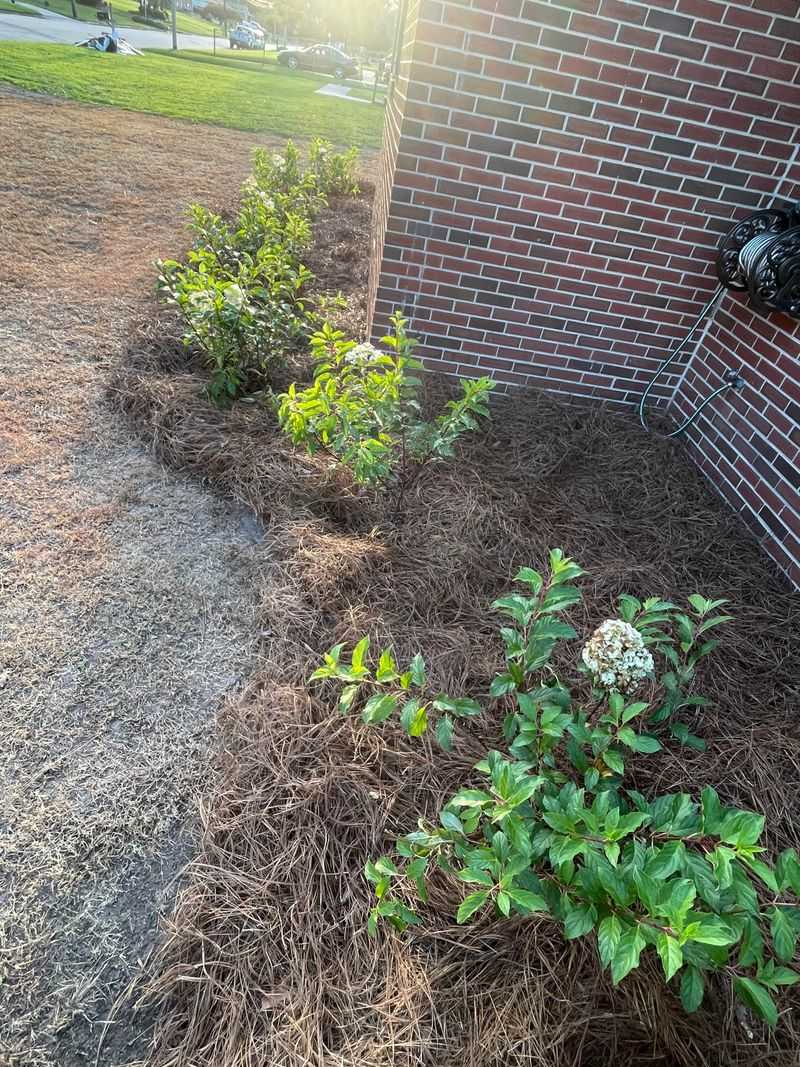 Mulch To Slow Summer Moisture Loss