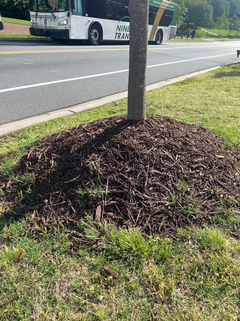 Mulch Volcanoes Causing Trouble Around Shrubs Mulch Volcanoes Causing Trouble Around Shrubs