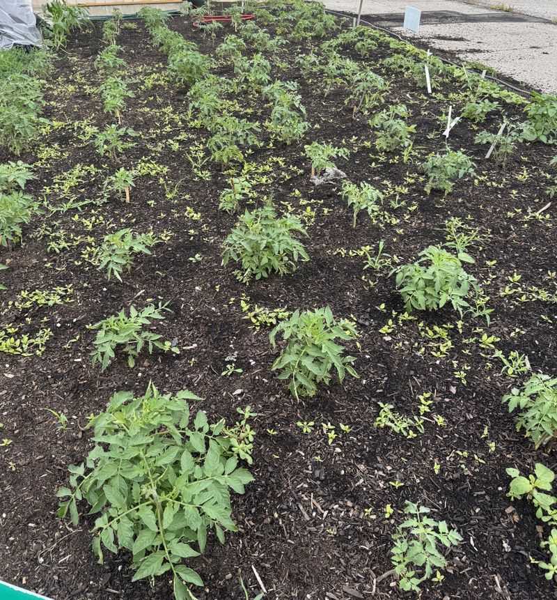 Mulch Washes Away From The Root Zone