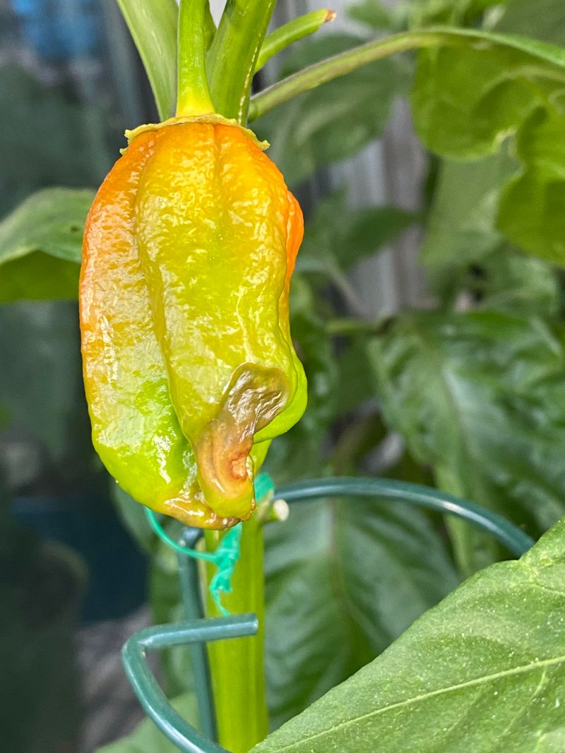 Mulch Without Burying Pepper Stems Mulch Without Burying Pepper Stems