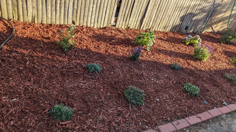 Mulching Around Plants Locks In Moisture And Nutrients Mulching Around Plants Locks In Moisture And Nutrients