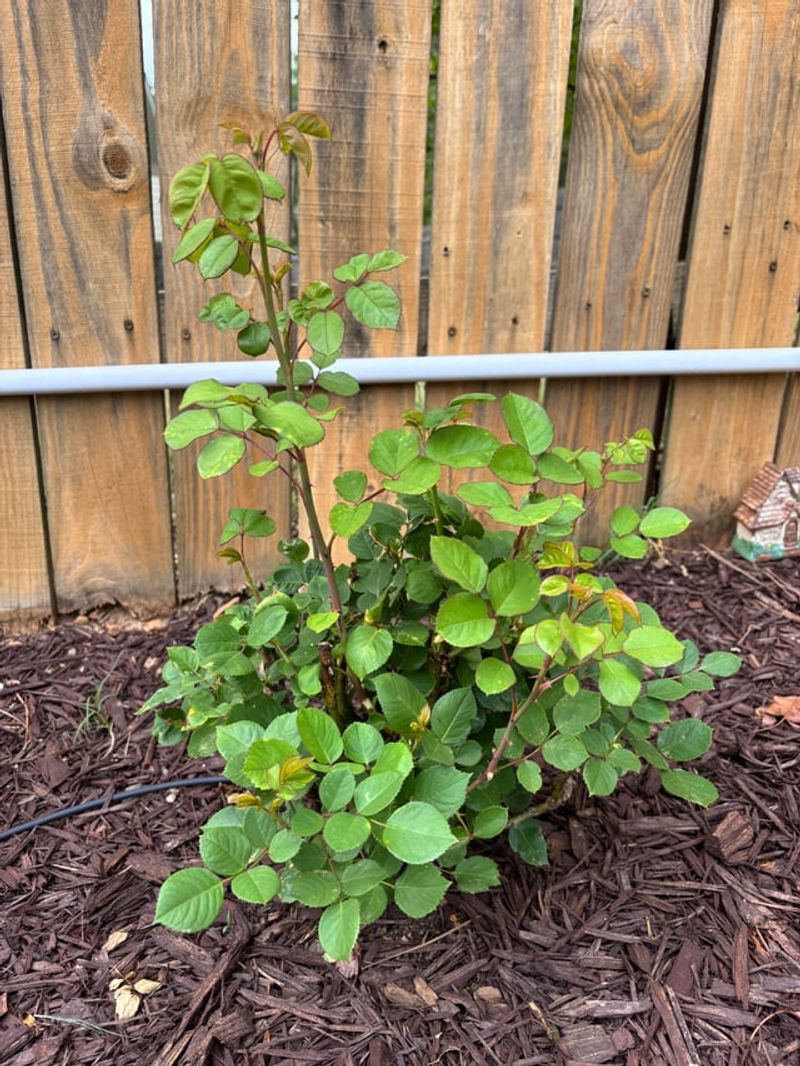 Mulching Tips That Lock In Moisture And Nutrients