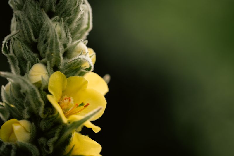 Mullein Mullein