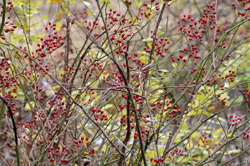 Multiflora Rose Shows Why Pretty Fruit Does Not Make A Safe Plant