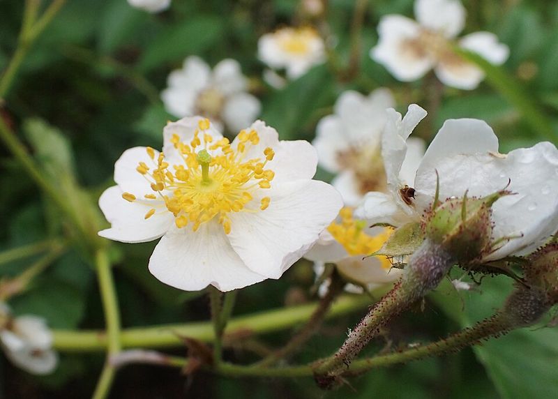 Multiflora Rose Multiflora Rose
