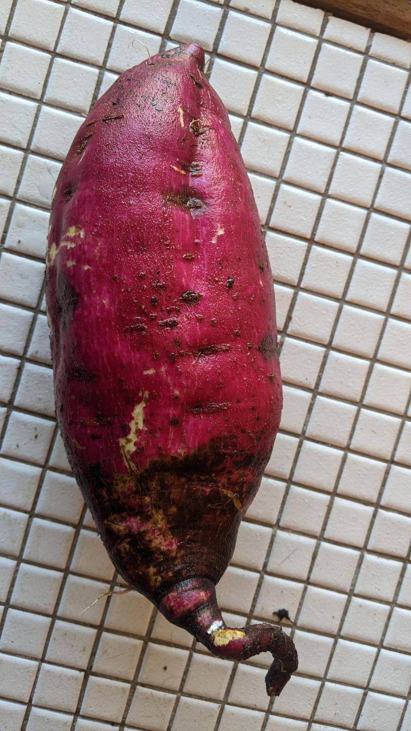 Murasaki Sweet Potatoes Bring A Sweet Nutty Twist Murasaki Sweet Potatoes Bring A Sweet Nutty Twist