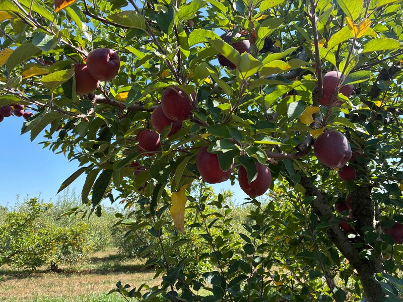 Murphy Orchard 
