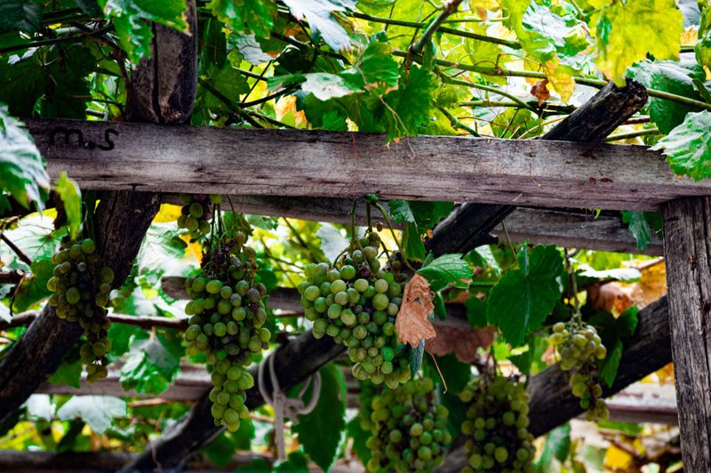 Muscadine Grape Vine Shading A Trellis