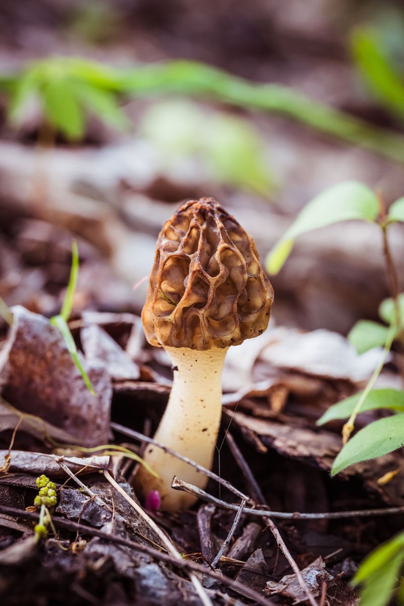 Mushroom Foraging Is Restricted In Certain Zones Mushroom Foraging Is Restricted In Certain Zones