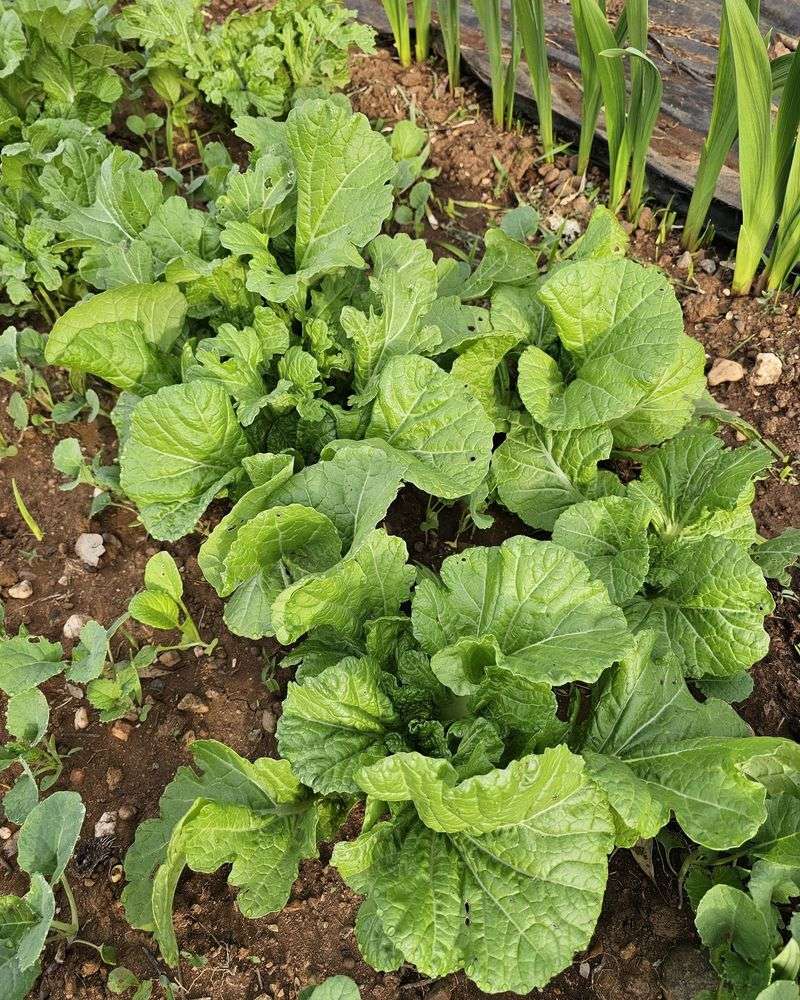 Mustard Greens Mustard Greens