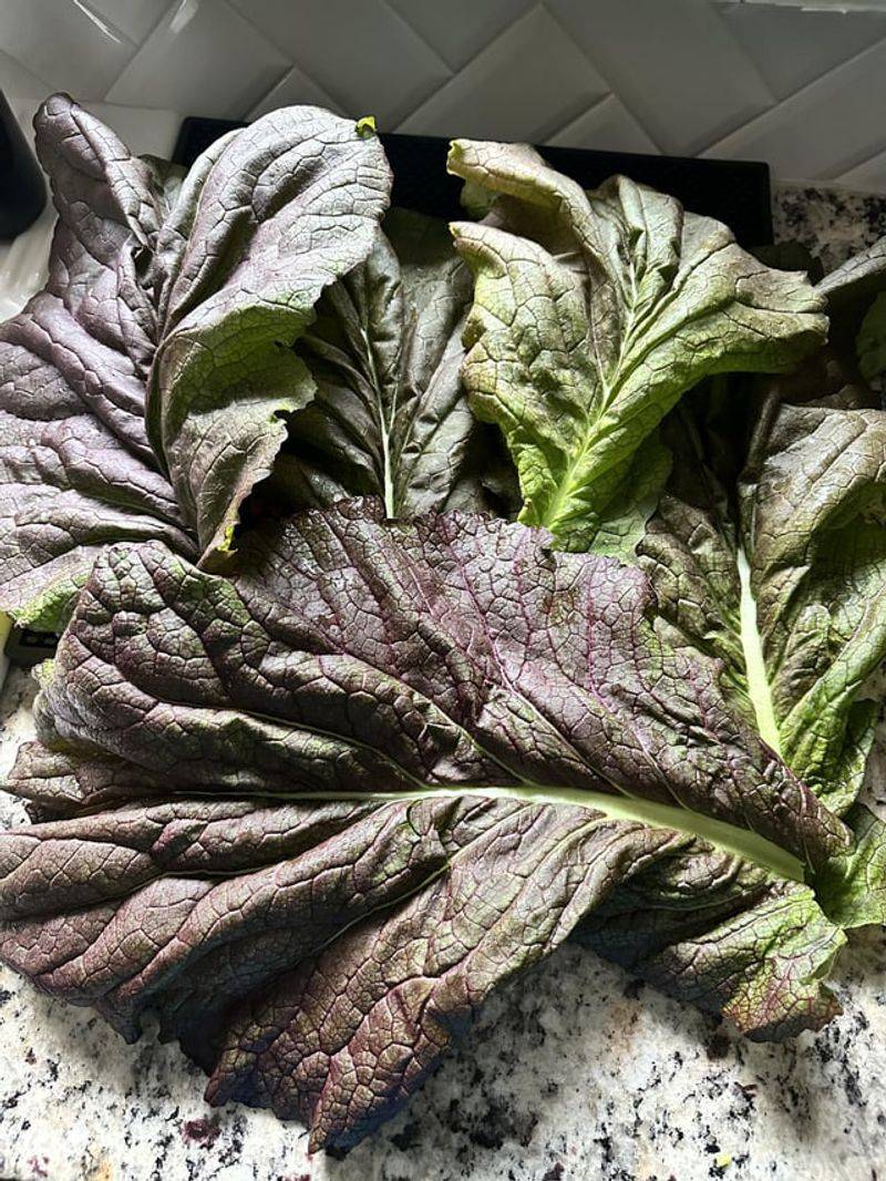 Mustard Greens