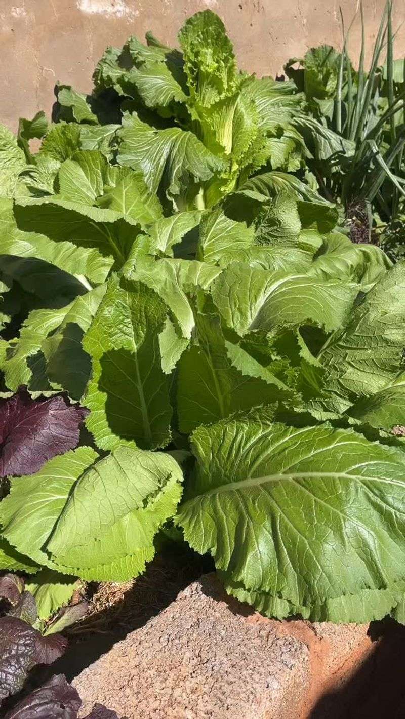 Mustard Greens Mustard Greens