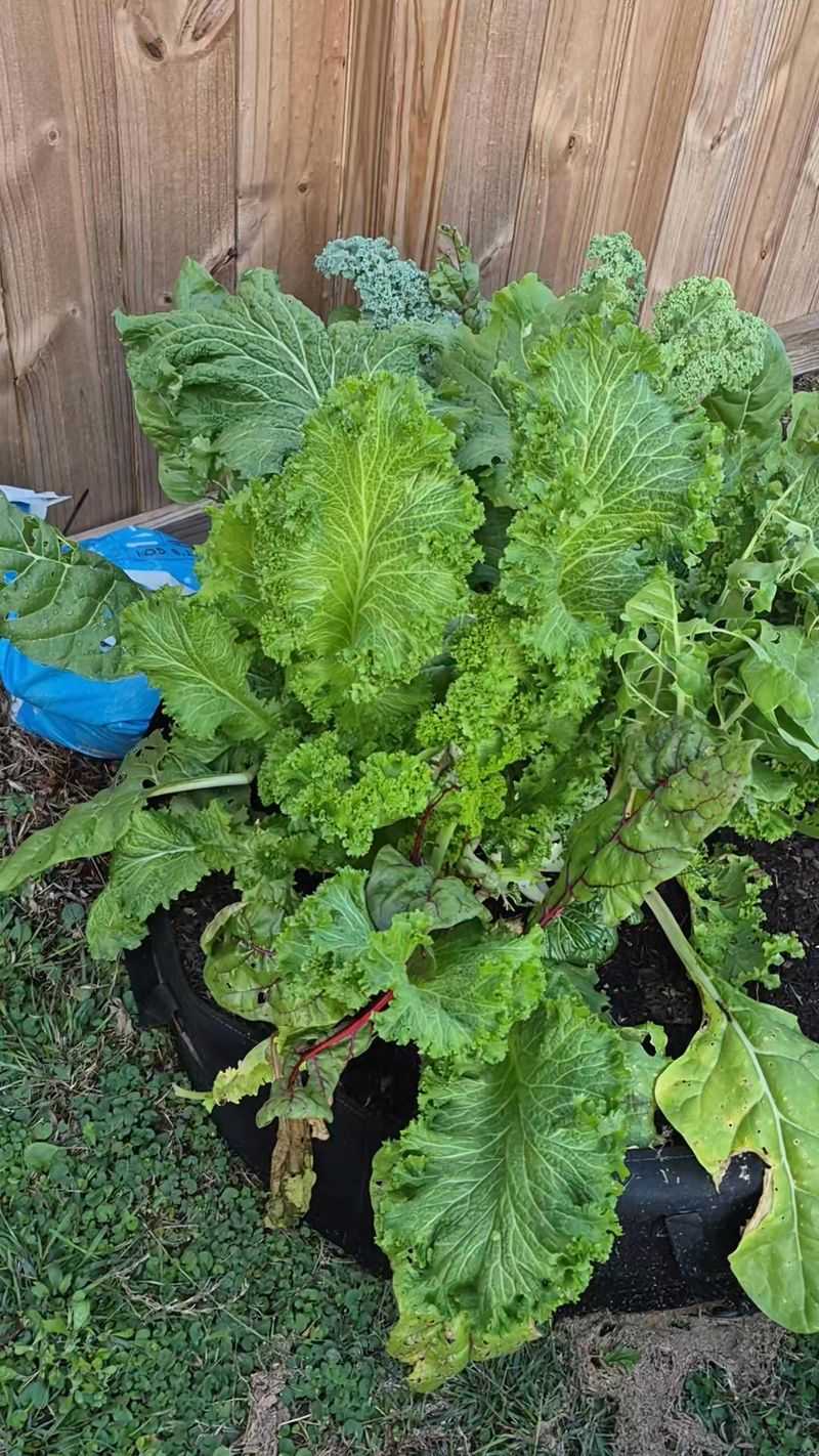 Mustard Greens