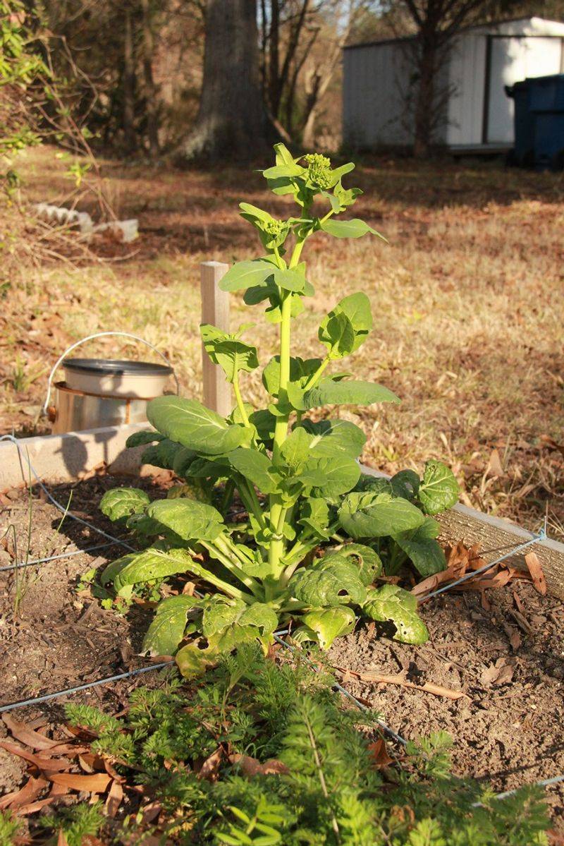 Mustard Greens Bolt As Summer Builds