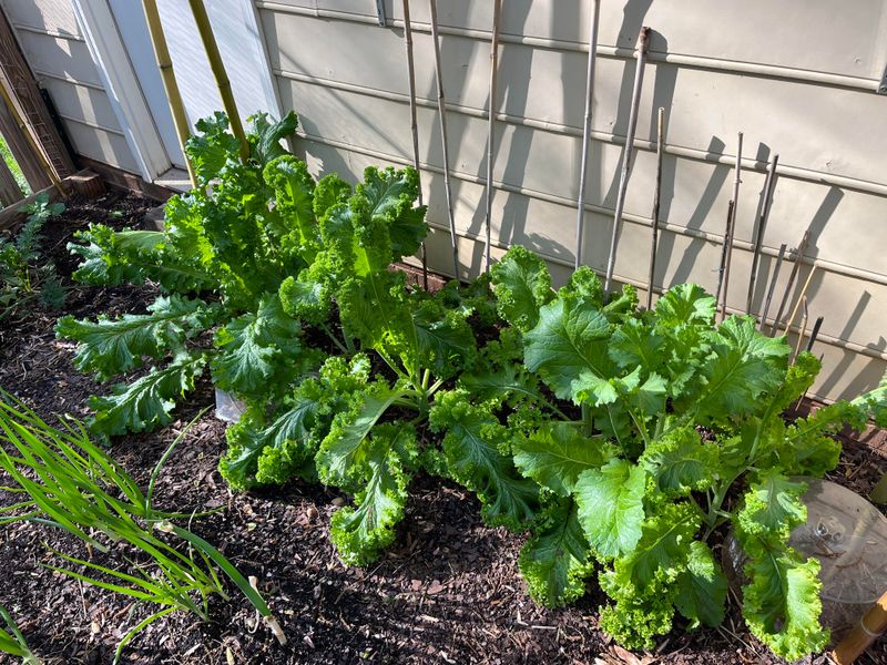 Mustard Greens Bring A Quick Harvest To Beds Mustard Greens Bring A Quick Harvest To Beds