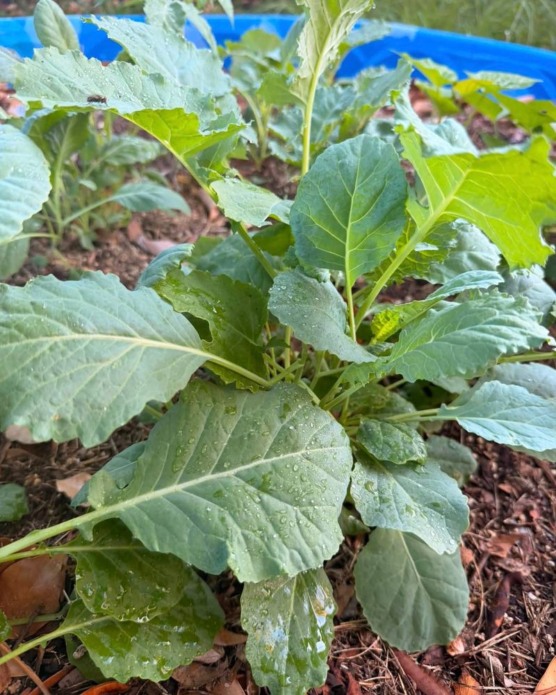 Mustard Greens Cannot Hide From Heat