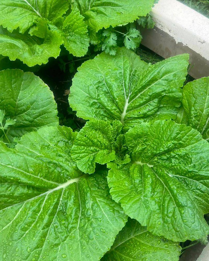 Mustard Greens Grow Fast