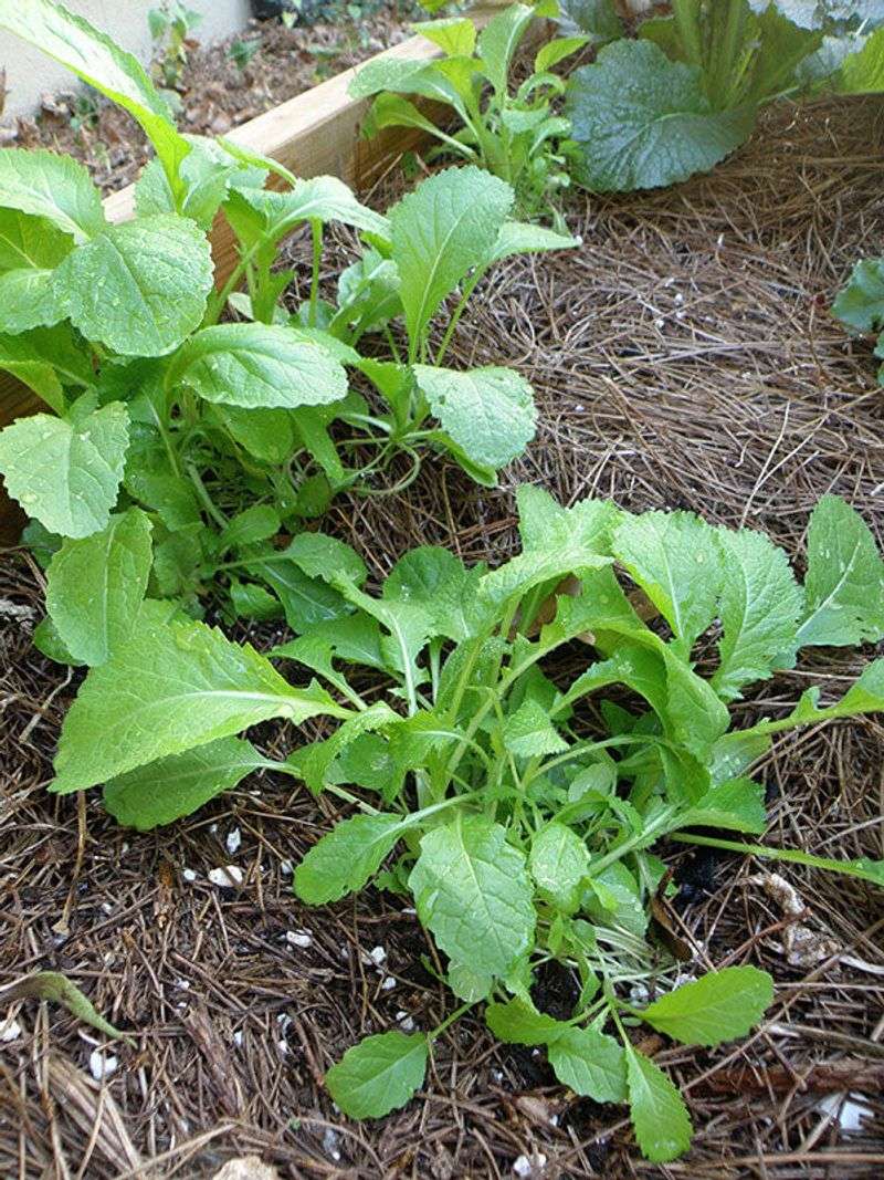 Mustard Greens Grow Quickly From Seed